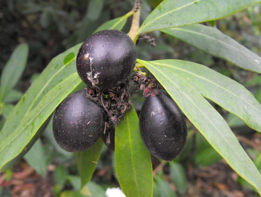 Акокантера.куст