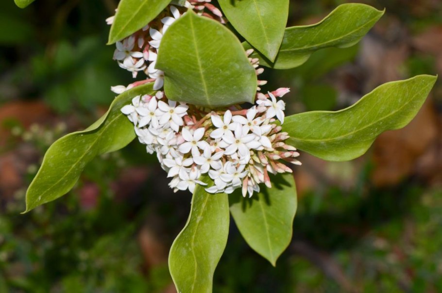 Акокантера Абиссинская