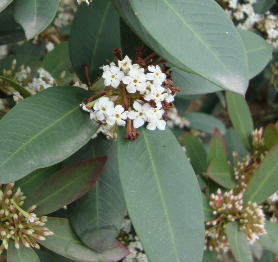 Акокантера длиннолистная