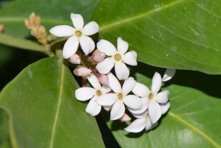 Акокантера Абиссинская