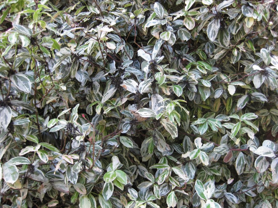 Osmanthus heterophyllus