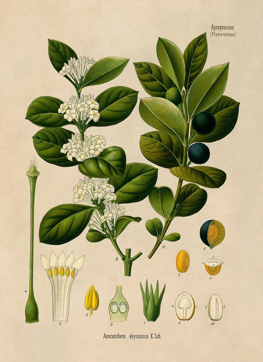 Османтус душистый куст