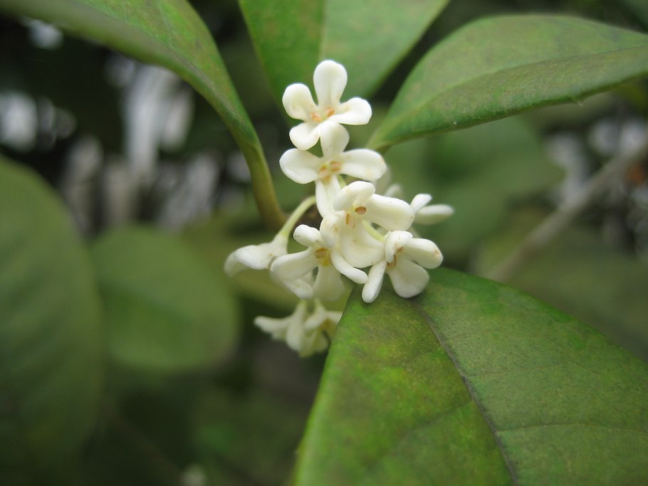 Fagraea SP.(t01) variegated