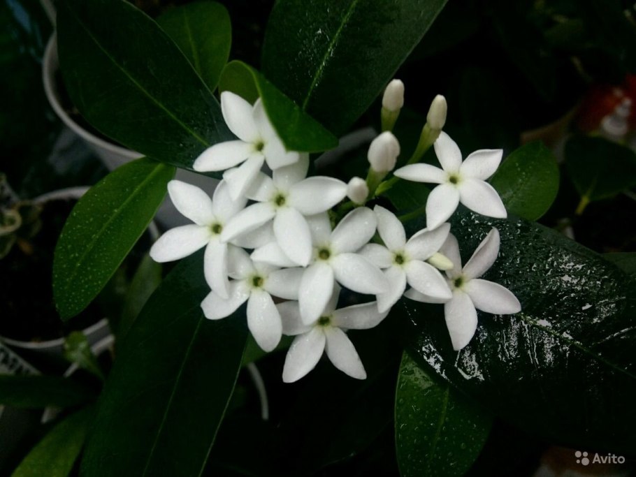 Акокантера растение