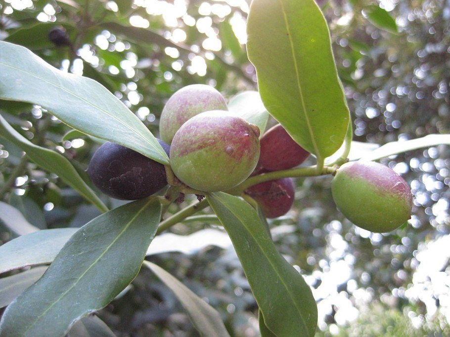 Акокантера длиннолистная