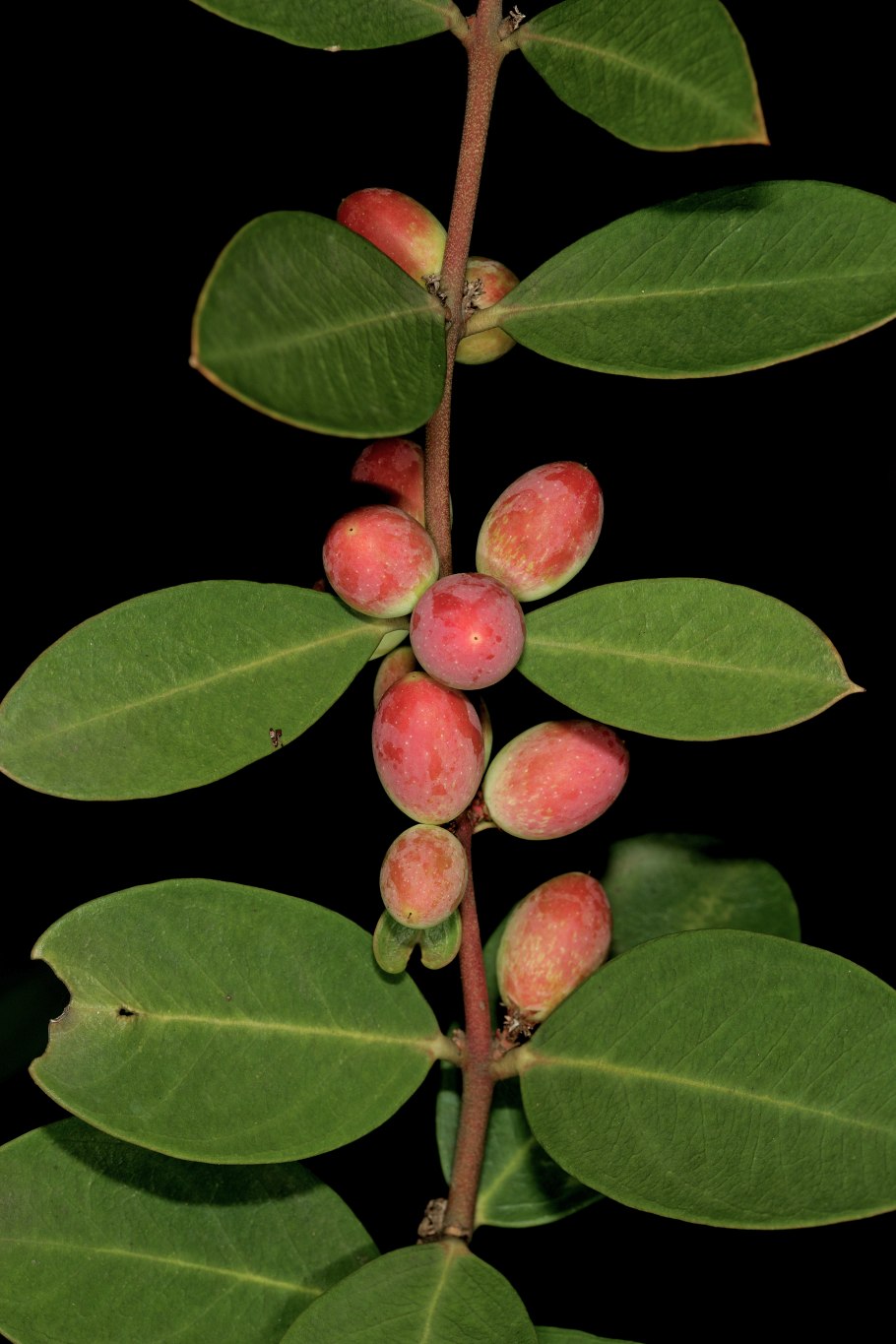 Фагрея цейлонская