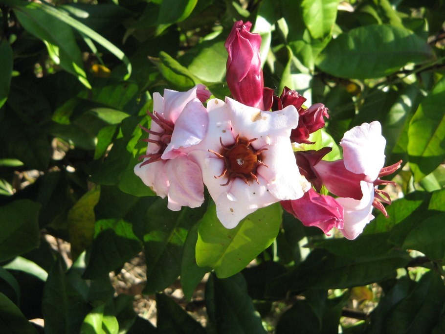 Уабаин формула