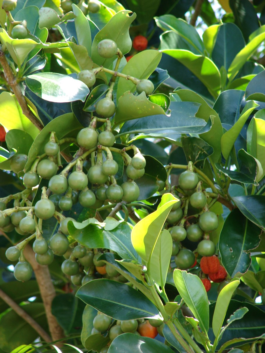 Плюмерия Росток