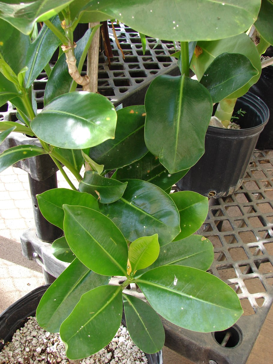 Чай Visnea mocanera