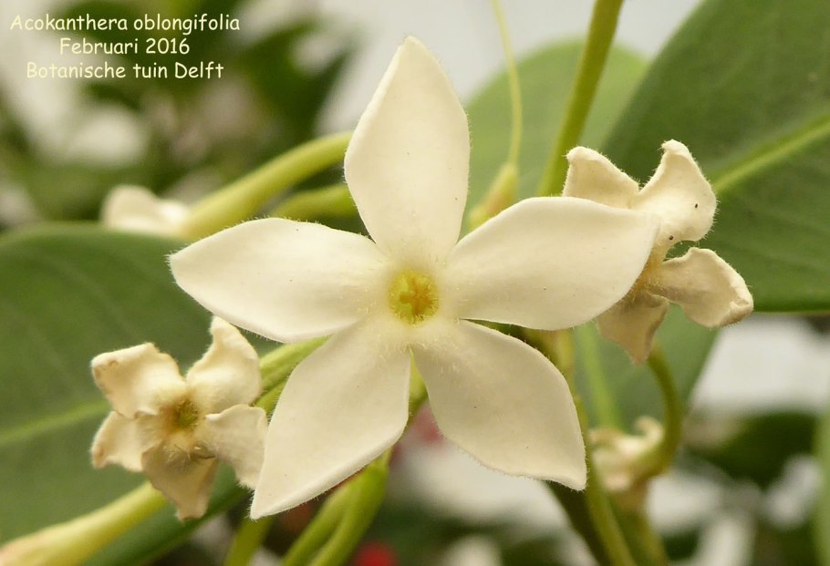 Акокантера Абиссинская