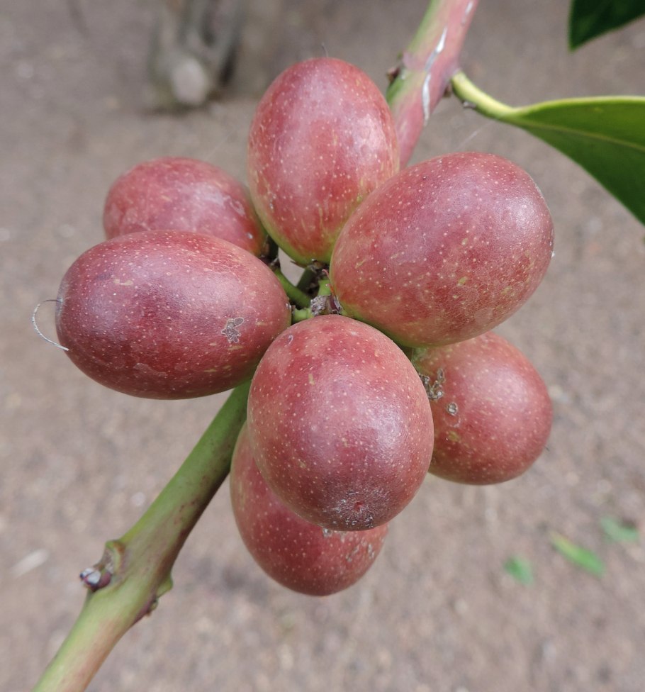 Акокантера вариегатная