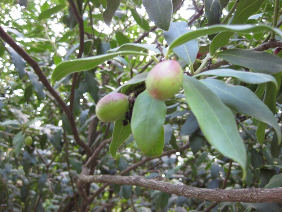 Коричник Ботаническая иллюстрация