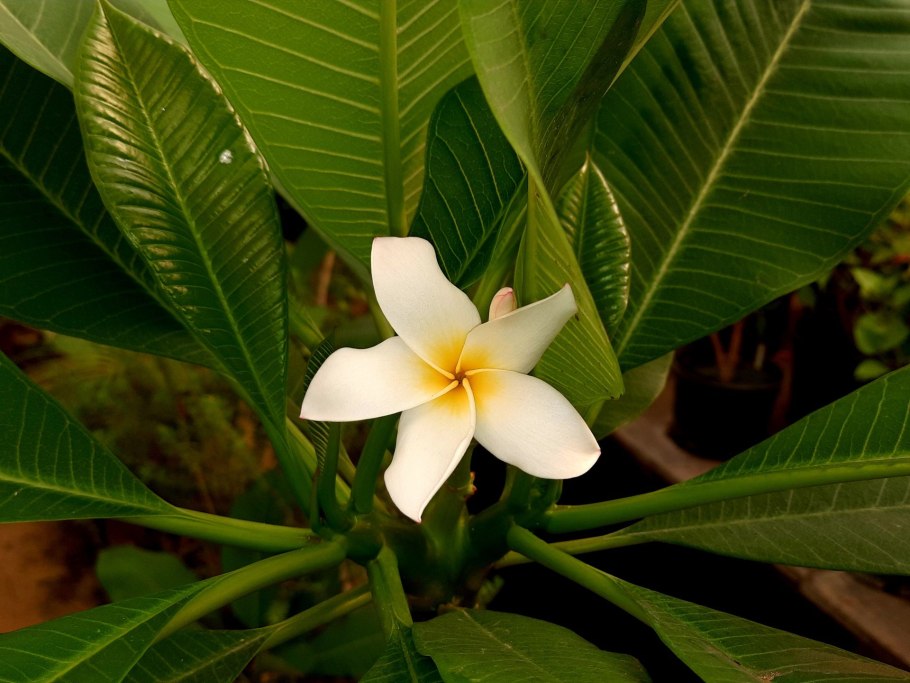 Acokanthera schimperi