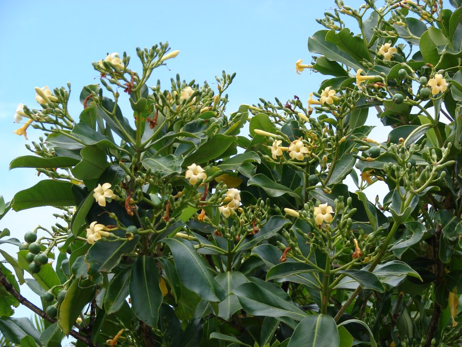 Родомирт опушенный