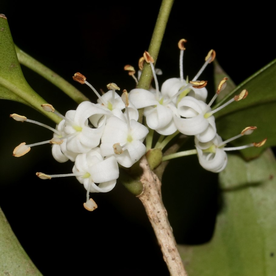 Acokanthera schimperi