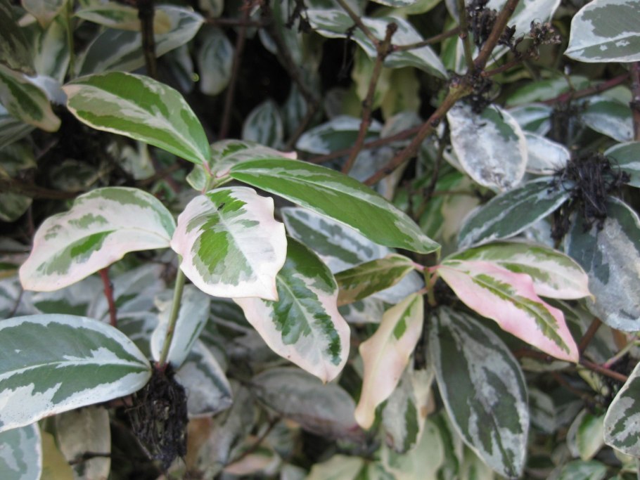 Акокантера Абиссинская