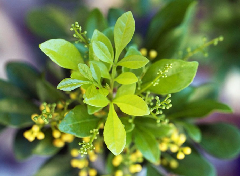 Карисса macrocarpa