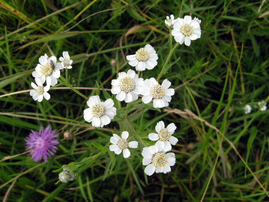 Тысячелистник Achillea 'Laura'