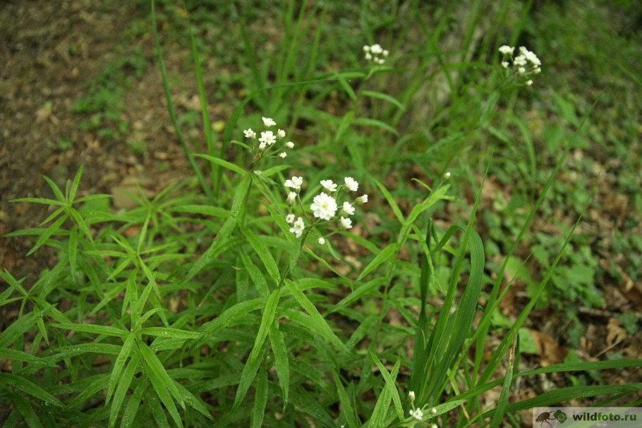 Тысячелистник полевой