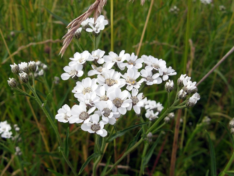 Achillea salicifolia