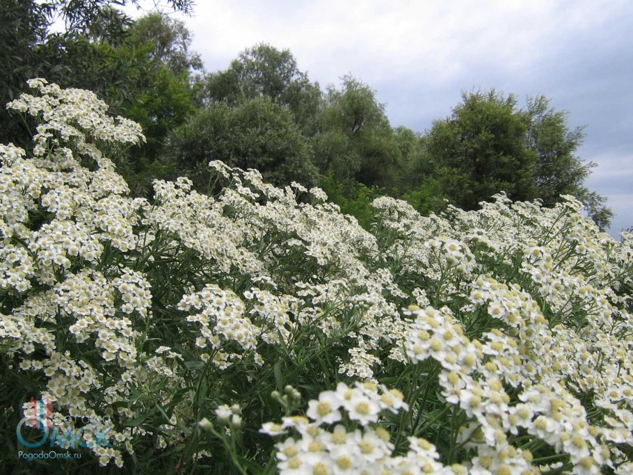 Тысячелистник . Чихотная трава
