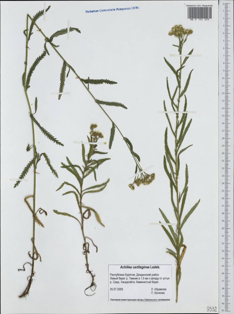 Чихотная трава (Achillea ptarmica),