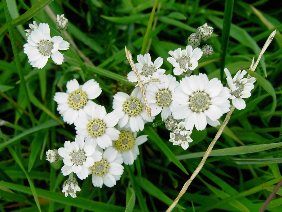 Тысячелистник Ледебура