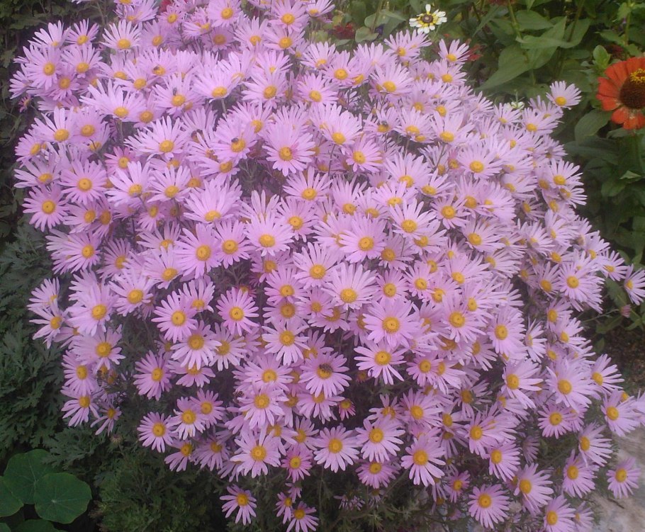 Очиток Видный (Sedum spectabile &#96;Brilliant&#96;)