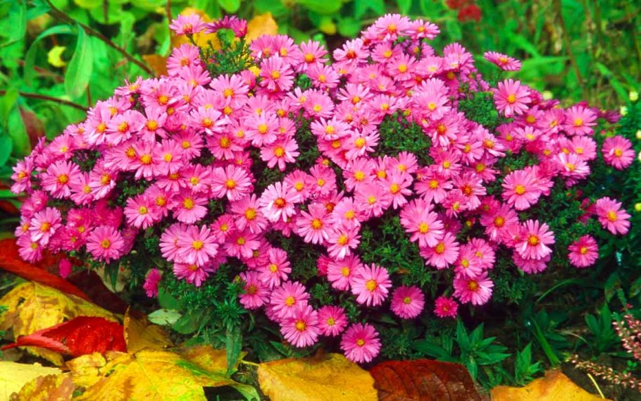 Колхикум безвременник осенний