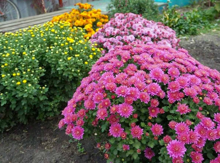 Очиток Видный (Sedum spectabile &#96;Brilliant&#96;)