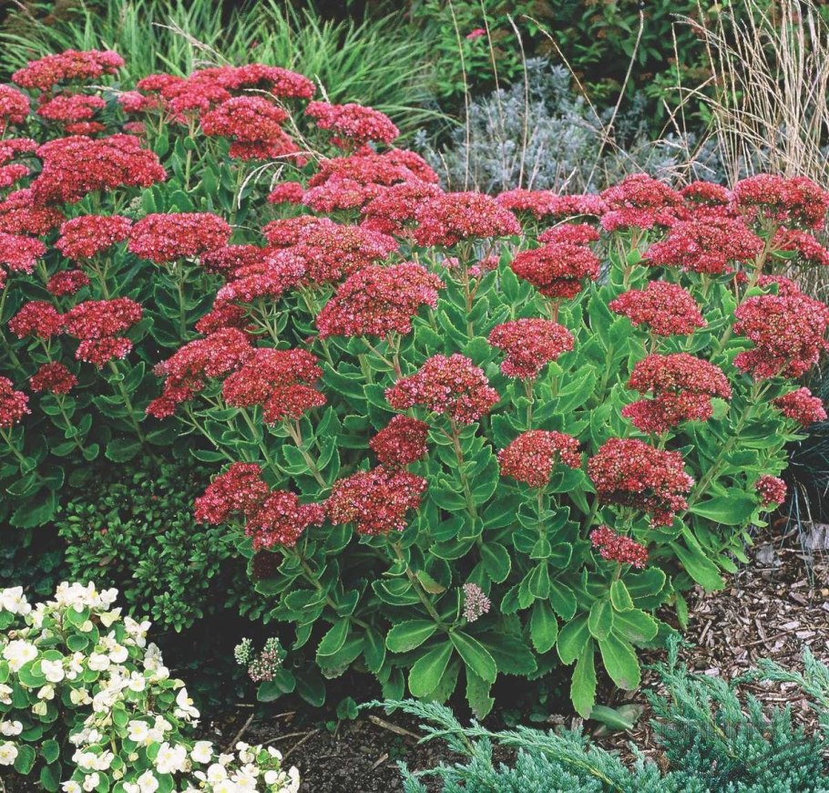 Астра новобельгийская (Aster Novi-Belgii &#96;Royal Ruby&#96;)