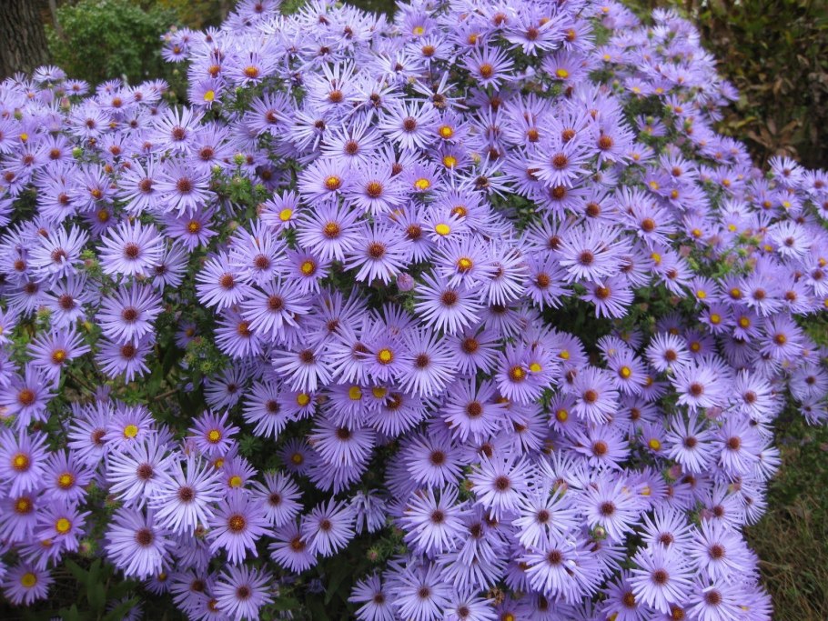 Symphyotrichum oblongifolium