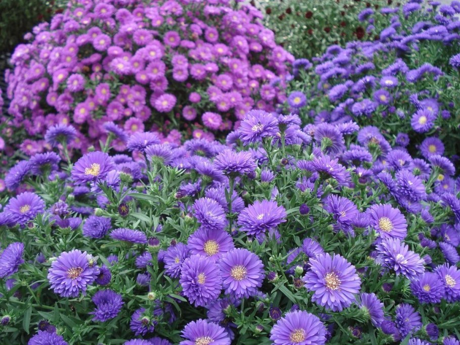 Астра сентябринка многолетняя