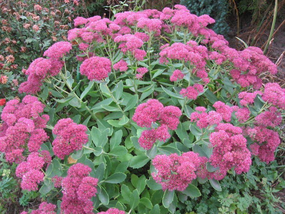 Очиток Видный (Sedum spectabile &#96;Brilliant&#96;)