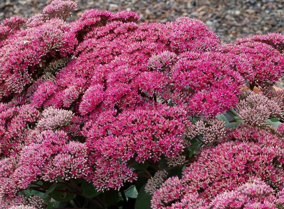 Хризантема мультифлора шаровидная семена