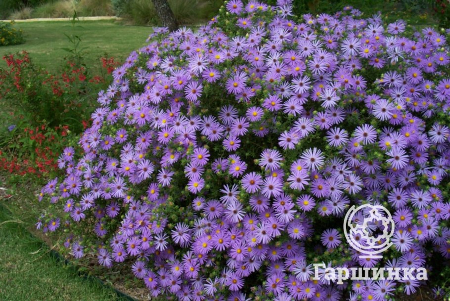 Астра новоанглийская