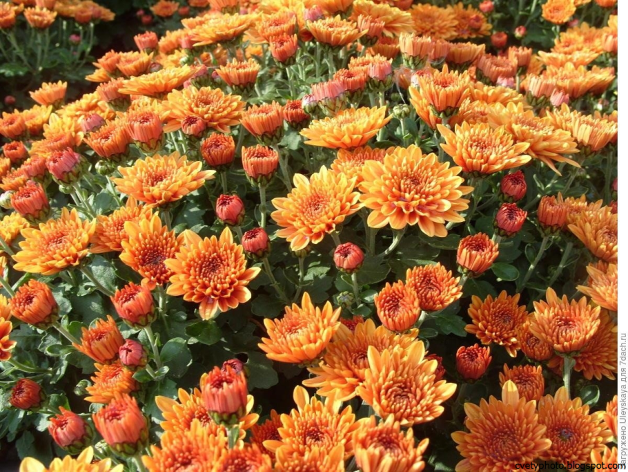 Астра кустарниковая Aster dumosus