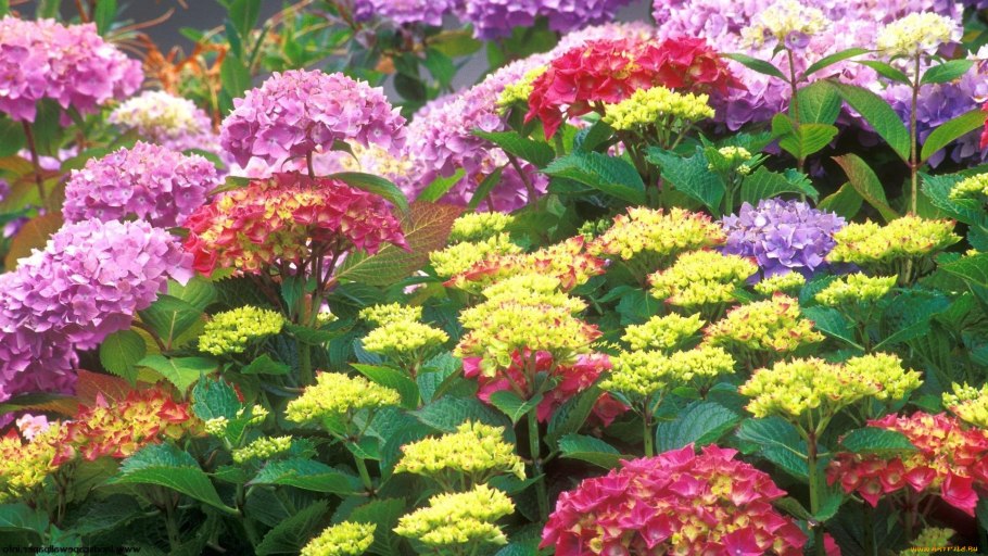 Многолетние долгоцветущие хризантемы