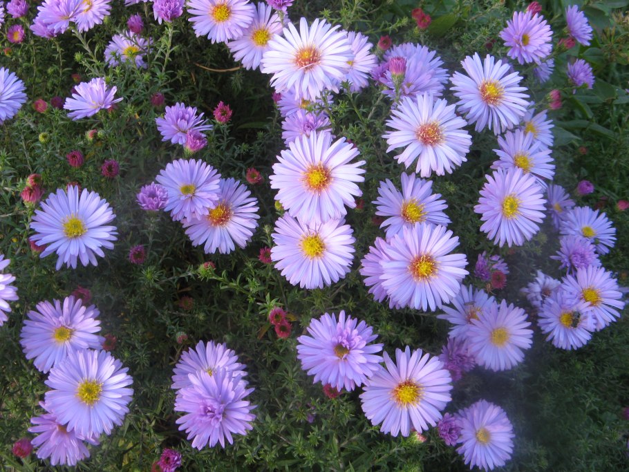 Очиток Видный (Sedum spectabile &#96;Brilliant&#96;)