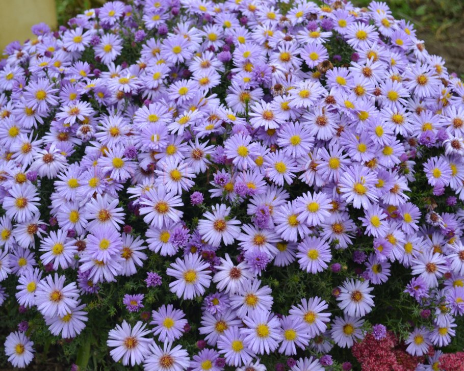 Очиток Видный (Sedum spectabile)