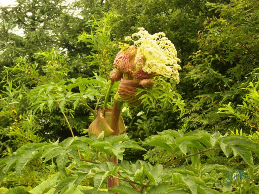 Дудник Медвежий Сахалин