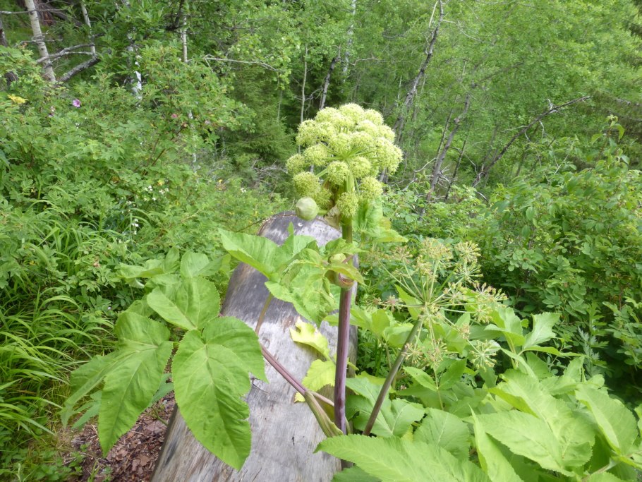 Дудник Медвежий фото