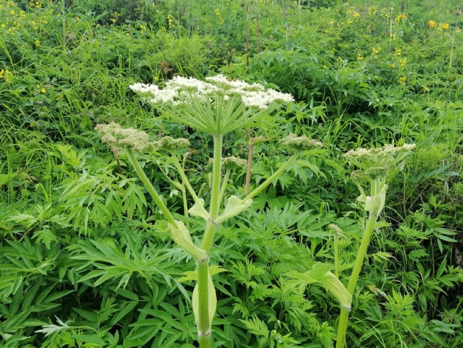 Борщевик Сибирский