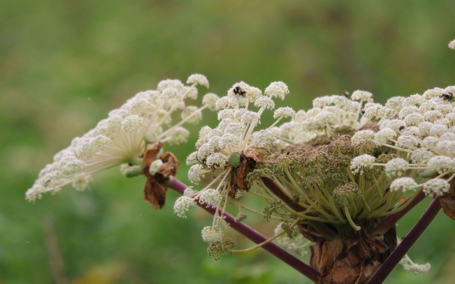 Дудник Лесной листья