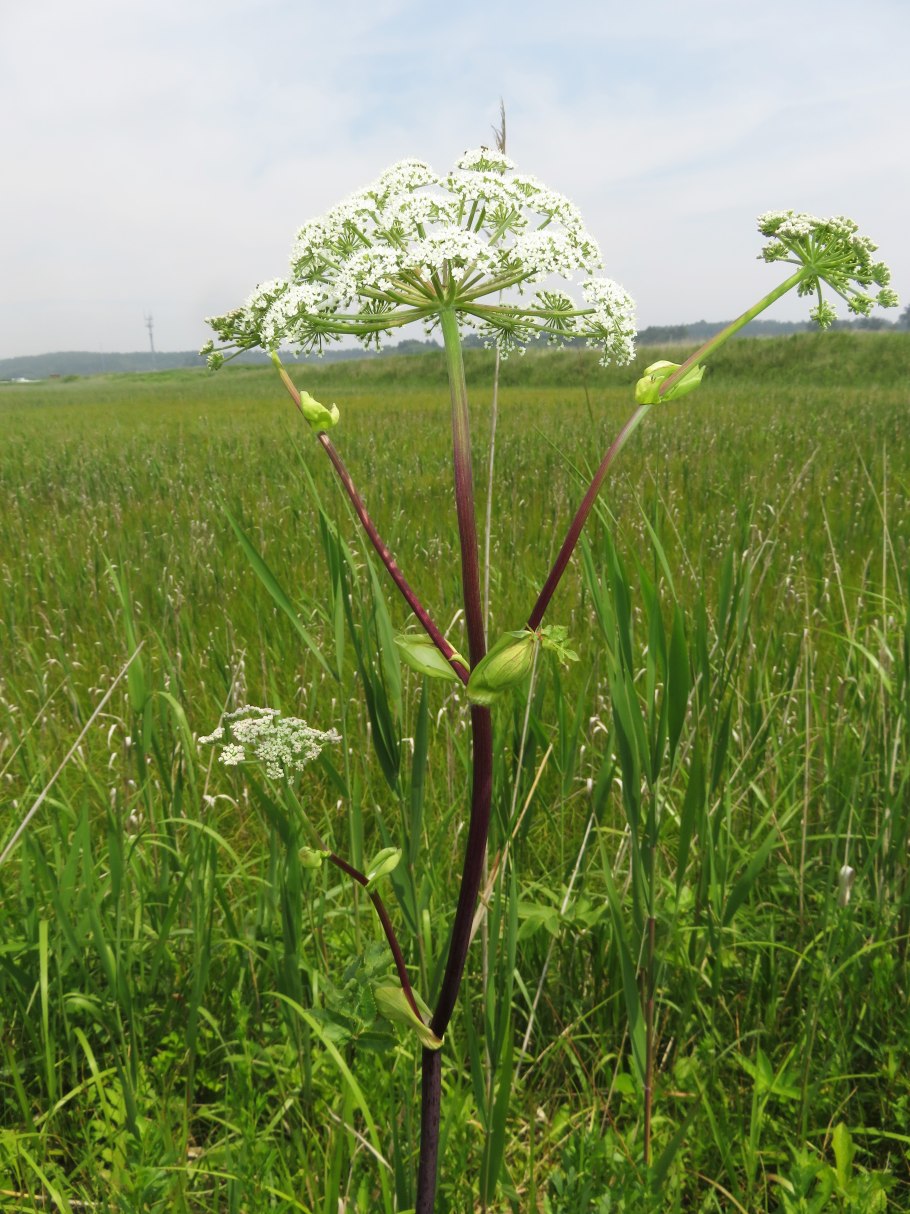 Синамен Дудник