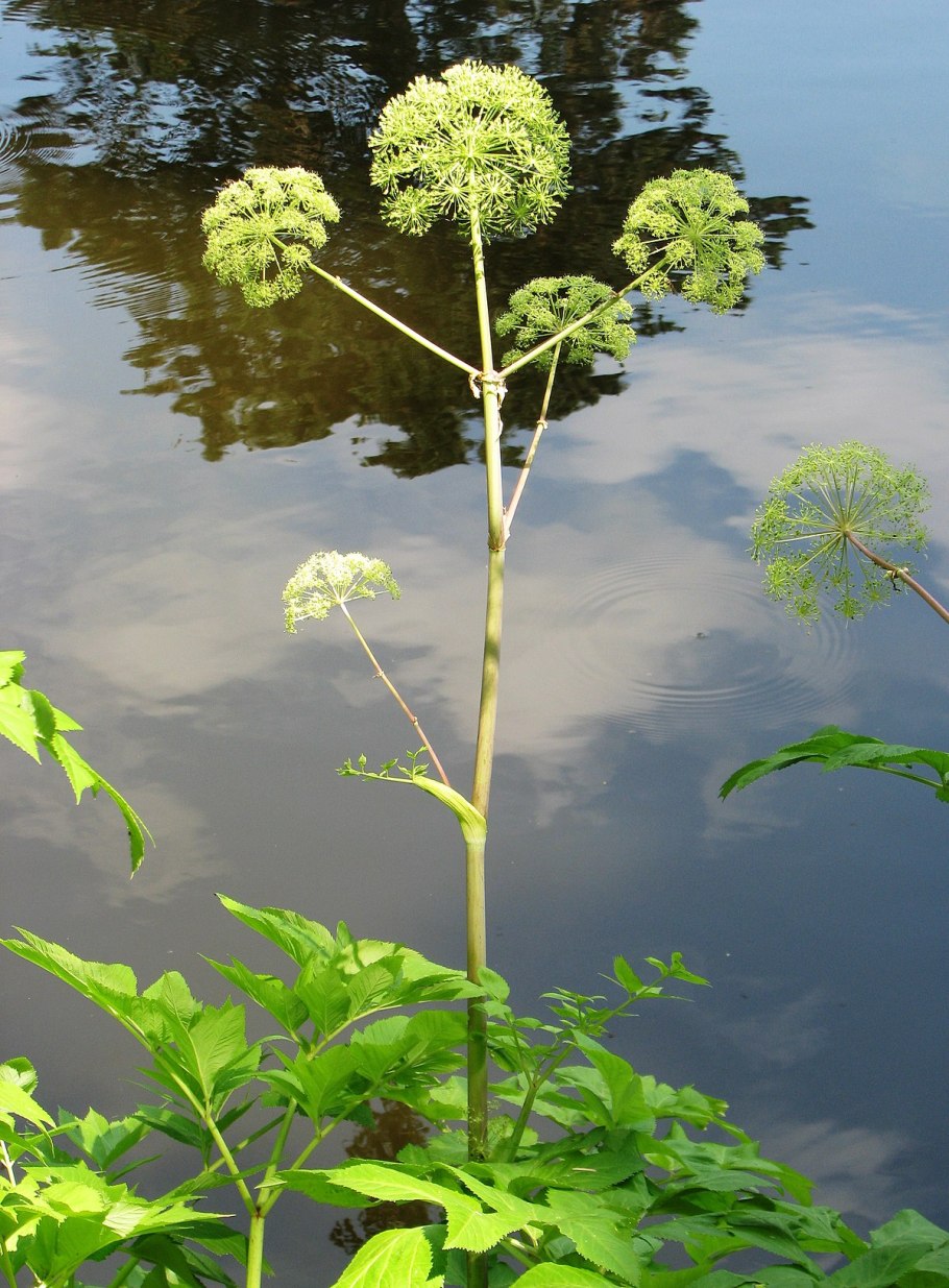 Дудник Сибирский