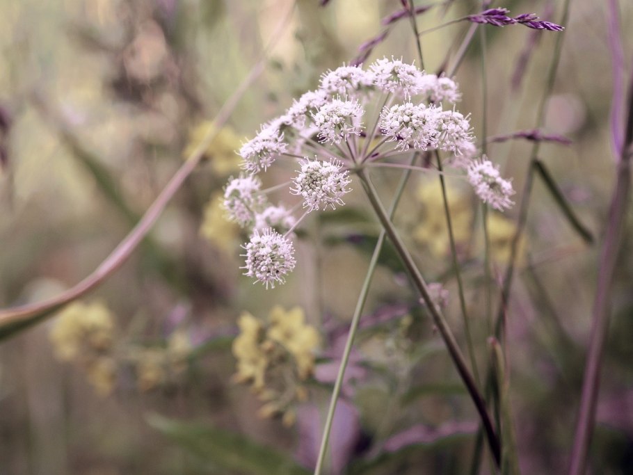 Дудник Лесной (Angelica Sylvestris)