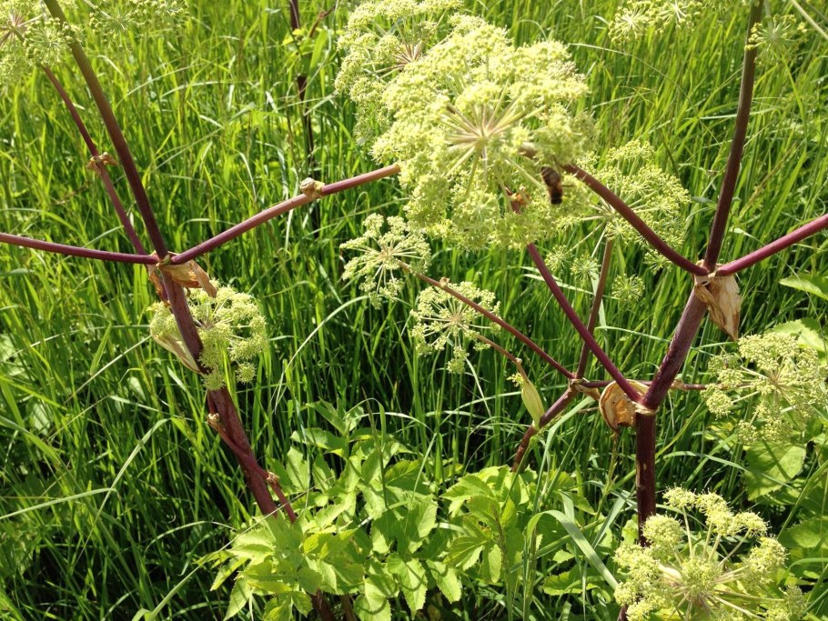 Дудник Медвежий