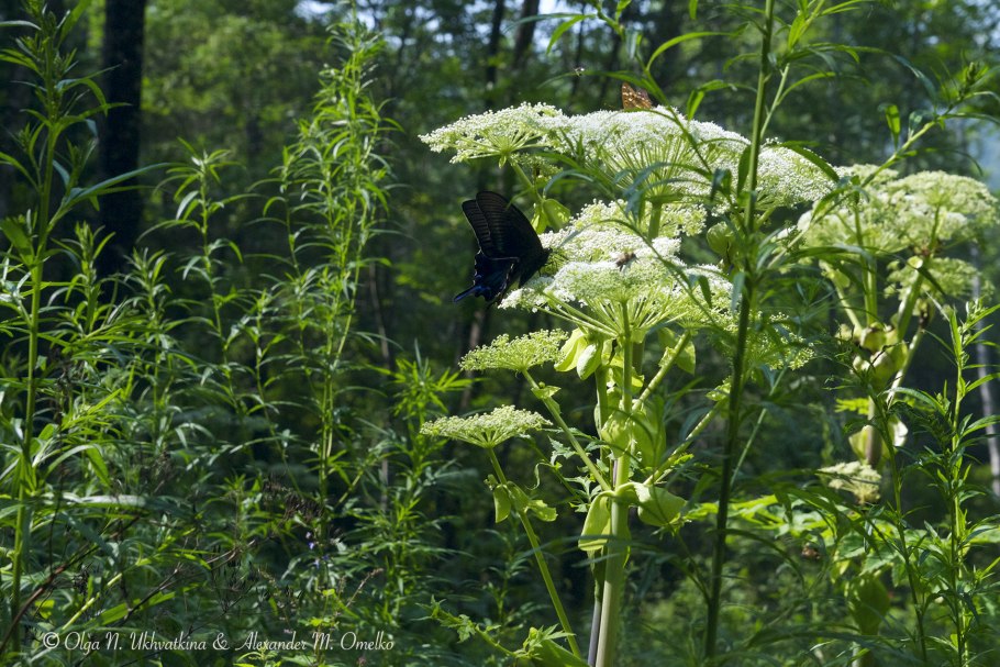 Дудник дягиль