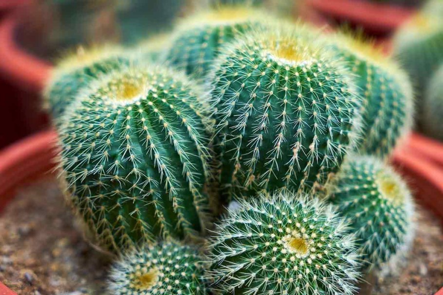 Кактусовые Мохаве